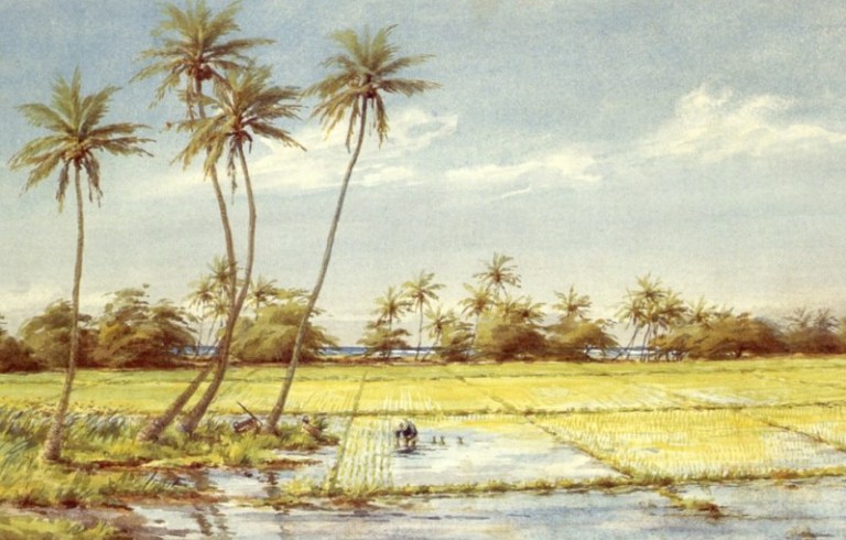 lukisan gambar pemandangan sawah padi