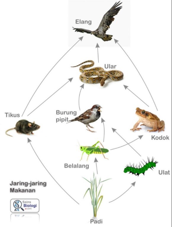 Contoh Ekosistem Jaring Jaring Makanan - Simak Gambar Berikut