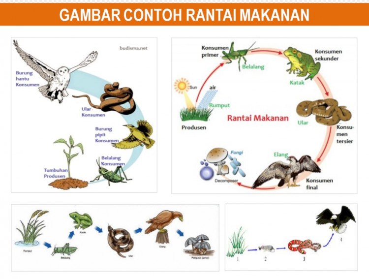 contoh rantai makanan