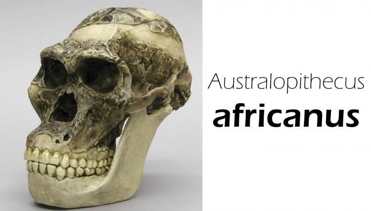 jenis manusia purba australopithecus africanus