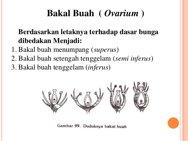 bakal buah (ovarium)