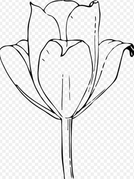 100 Gambar Sketsa Bunga Tulip Yang Mudah Kekinian