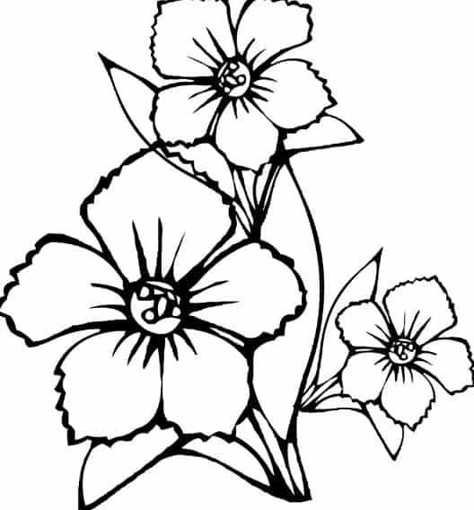 contoh sketsa bunga melati