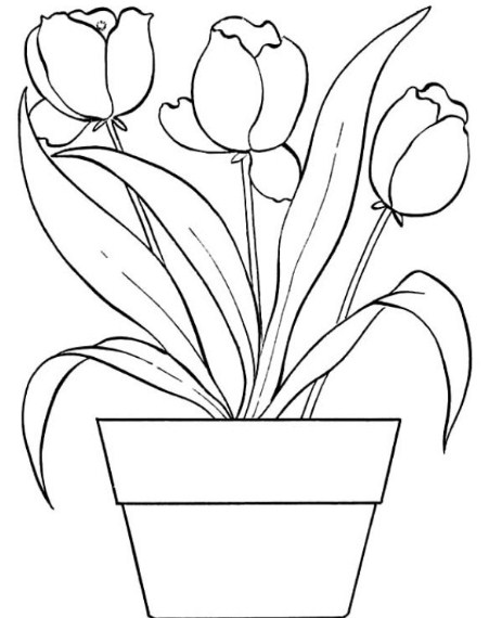 gambar sketsa bunga anggrek