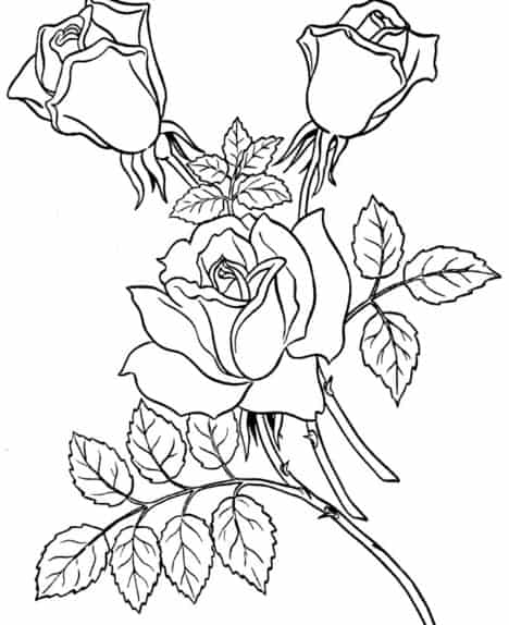 gambar sketsa bunga mawar dan melati