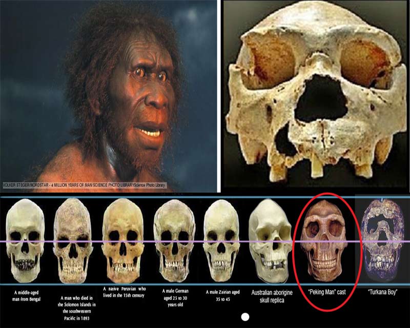 pitecanthropus mojokertensis