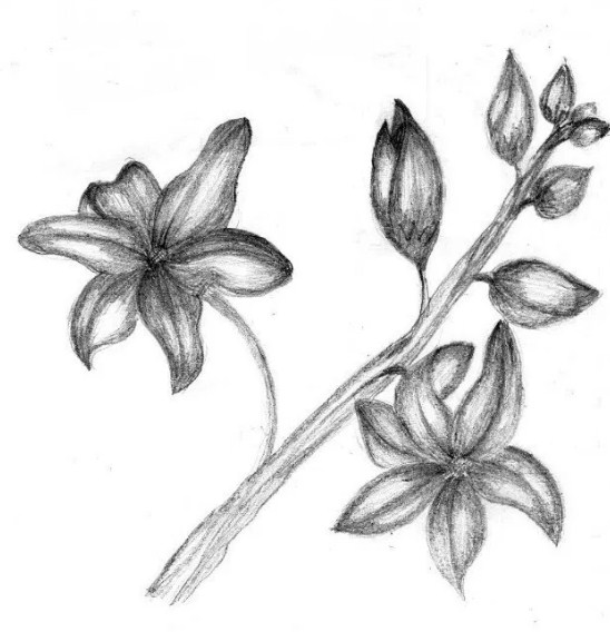 sketsa bunga anggrek dengan pensil