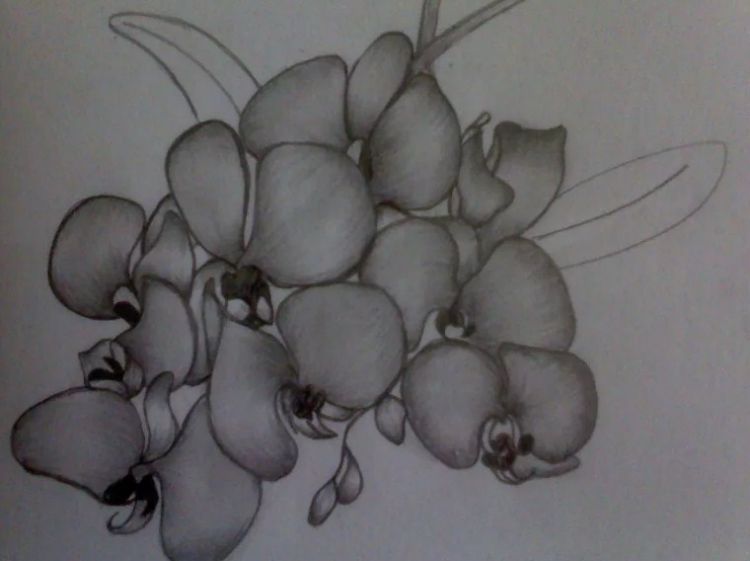 sketsa bunga anggrek hitam