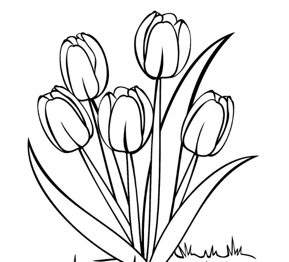 200 Sketsa Gambar Bunga Tulip