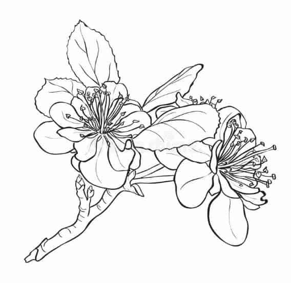sketsa bunga melati dengan pensil