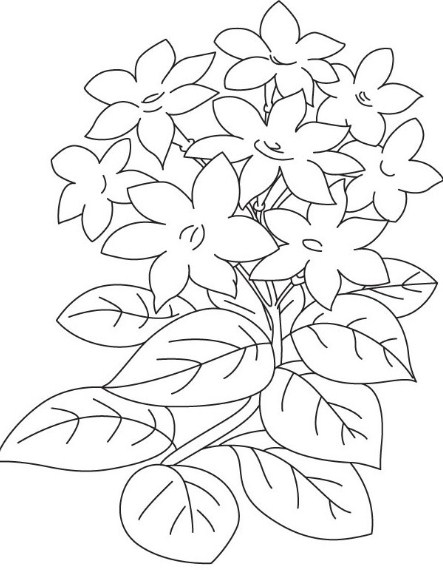 sketsa bunga melati putih