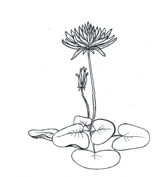 sketsa gambar bunga teratai