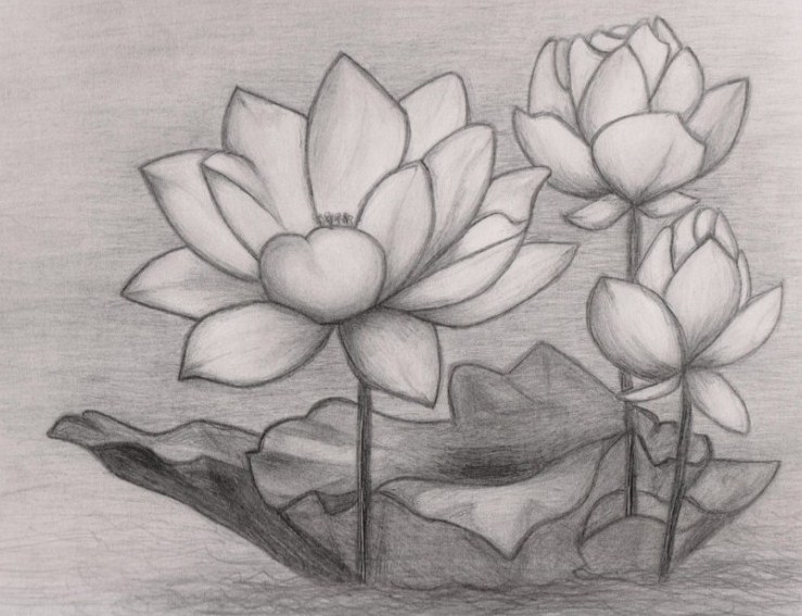 sketsa lukisan bunga anggrek