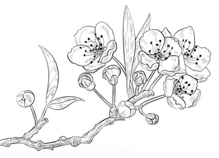 39 Gambar  Sketsa Bunga  Indah Sakura  Mawar Melati 