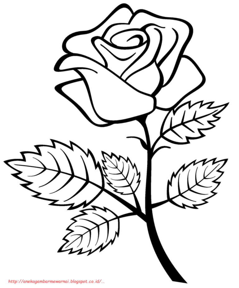 contoh gambar sketsa mawar