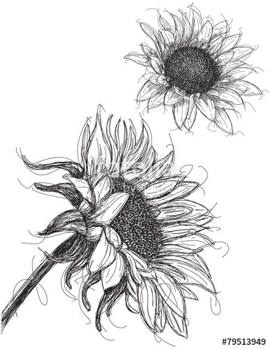 contoh sketsa bunga matahari
