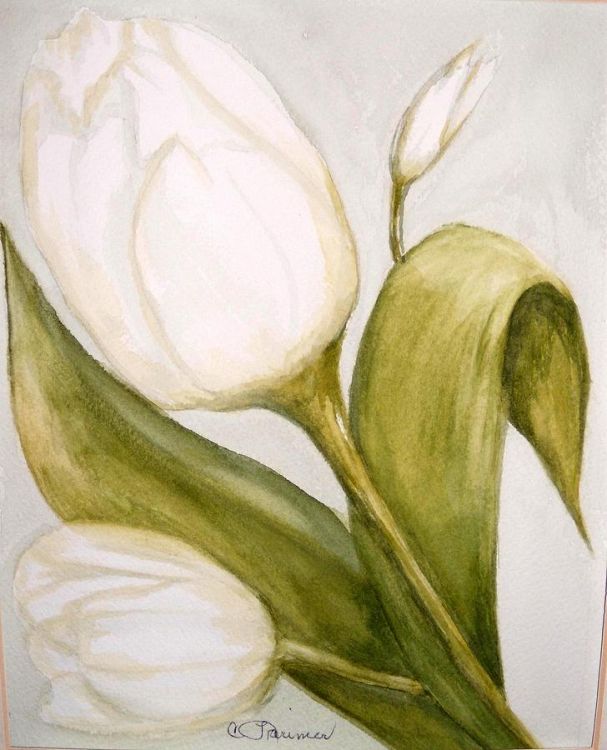 contoh sketsa bunga tulip