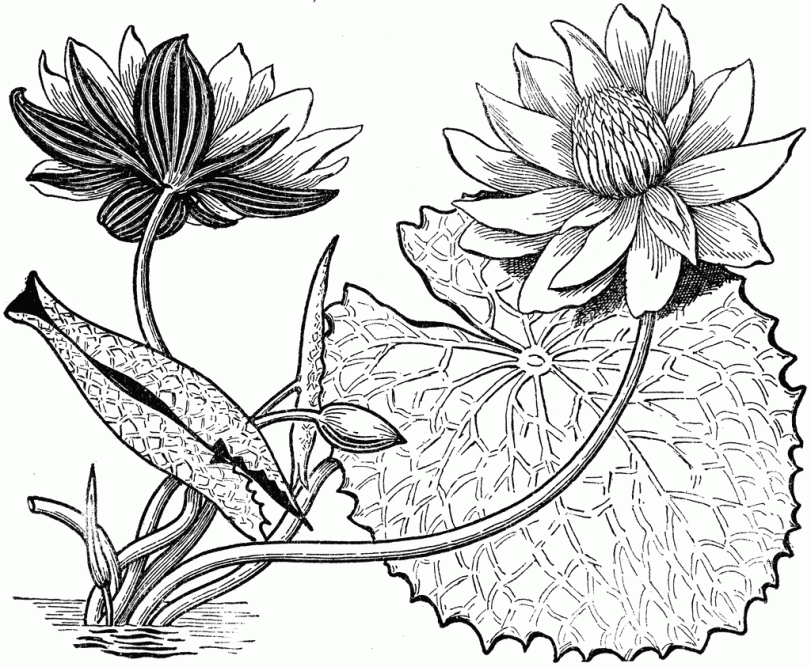 drawing lotus sketch