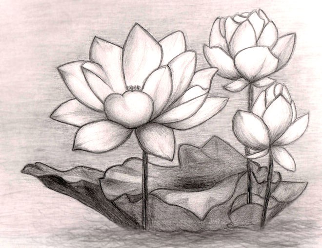 drawing lotus