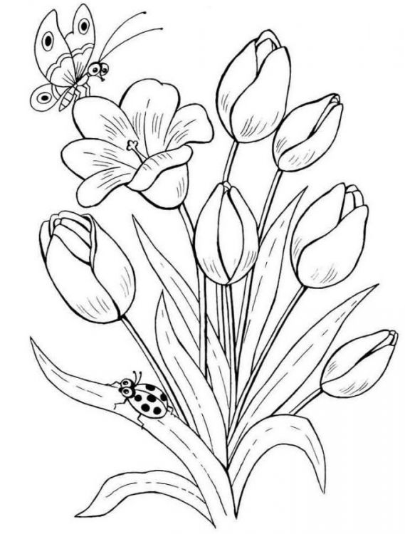 contoh sketsa bunga tulip