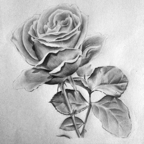 gambar sketsa bunga mawar