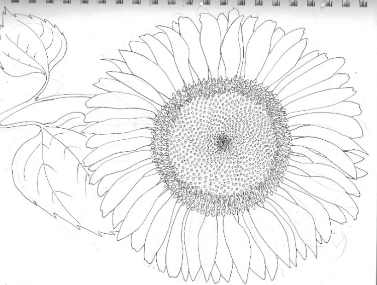 sketsa gambar bunga matahari jaglab wordpress com