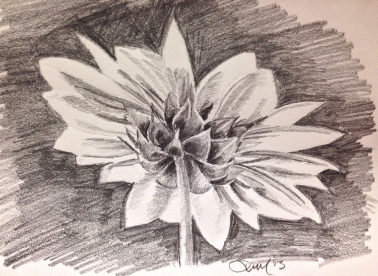 sketsa gambar bunga matahari pinterest com