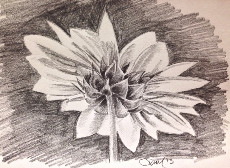 Contoh Gambar Sketsa Bunga Tulip