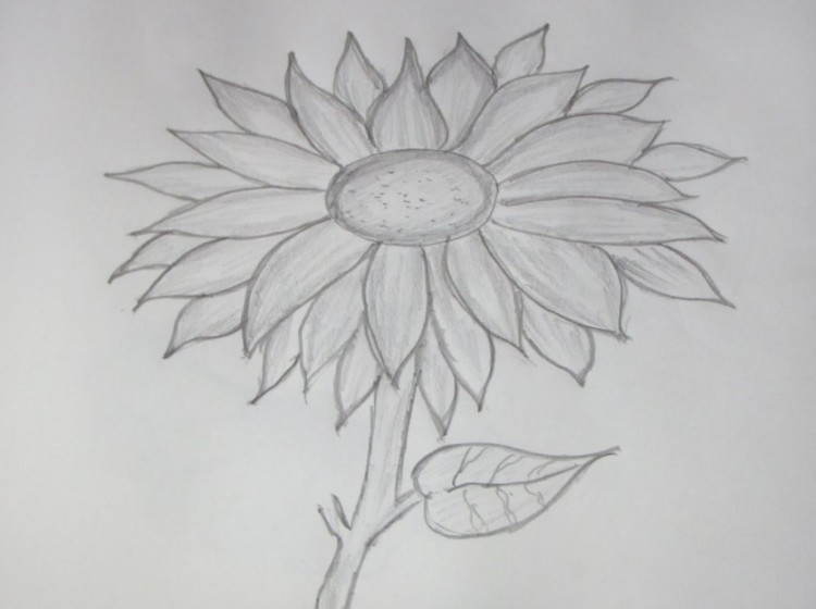 sketsa gambar bunga matahari youtube com