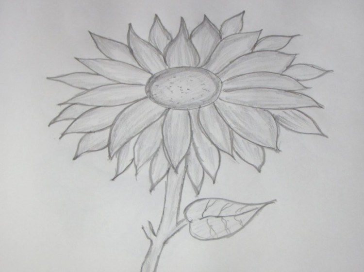 sketsa gambar bunga matahari