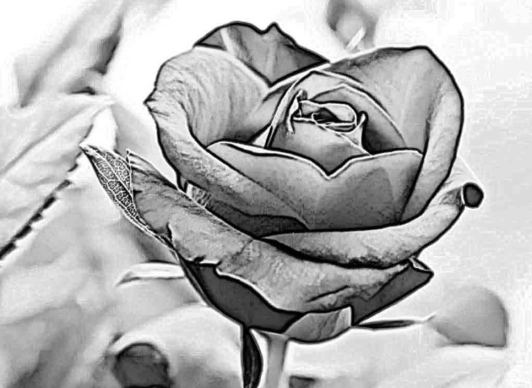 sketsa gambar bunga mawar 2