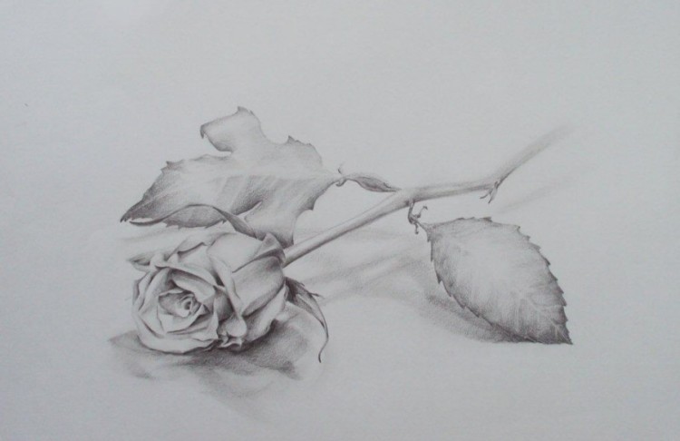 sketsa gambar bunga mawar camsdrawingsandstuff blogspot co id