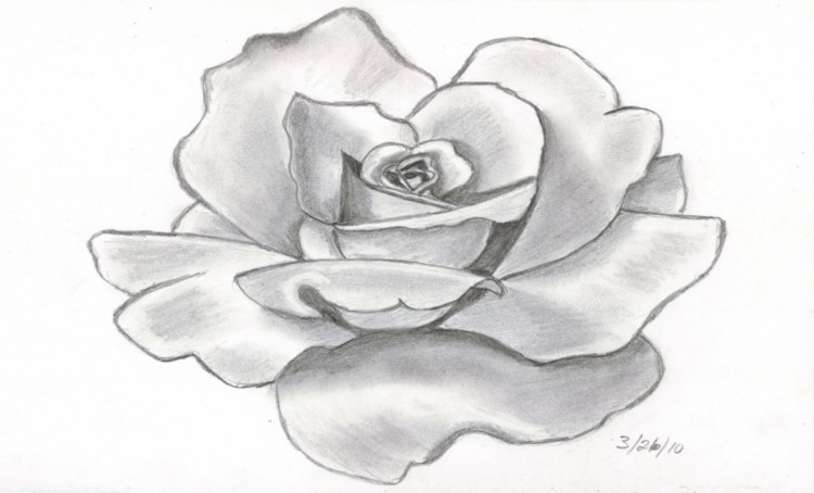 sketsa gambar bunga mawar coastalcheri com