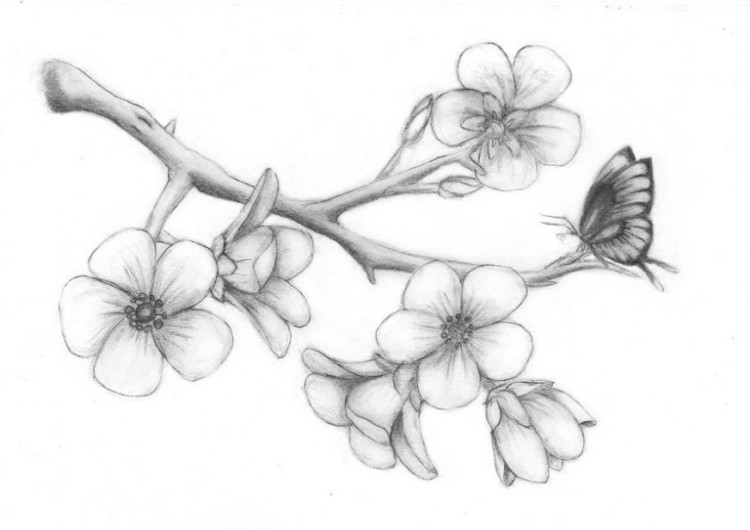 sketsa gambar bunga sakura devianart net