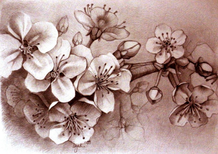 sketsa gambar bunga sakura pint