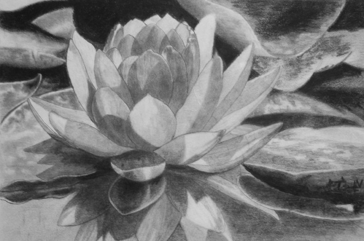 sketsa gambar bunga teratai devianart net