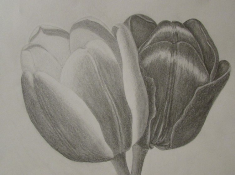 sketsa gambar bunga tulip artbykatrina word
