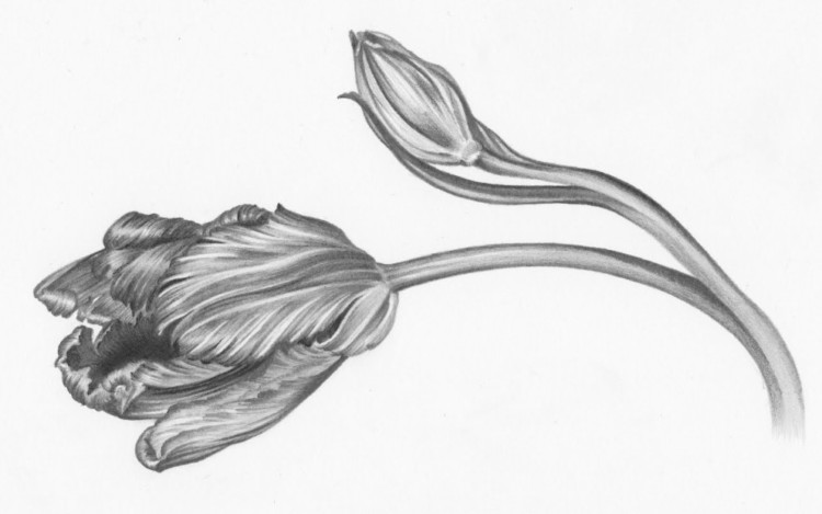 sketsa gambar bunga tulip google com