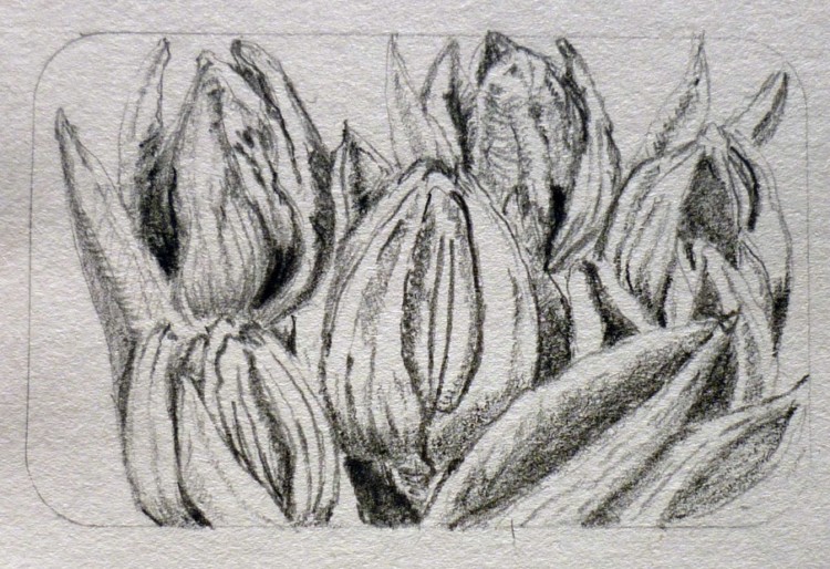 sketsa gambar bunga tulip pencilsandpaint wordpress