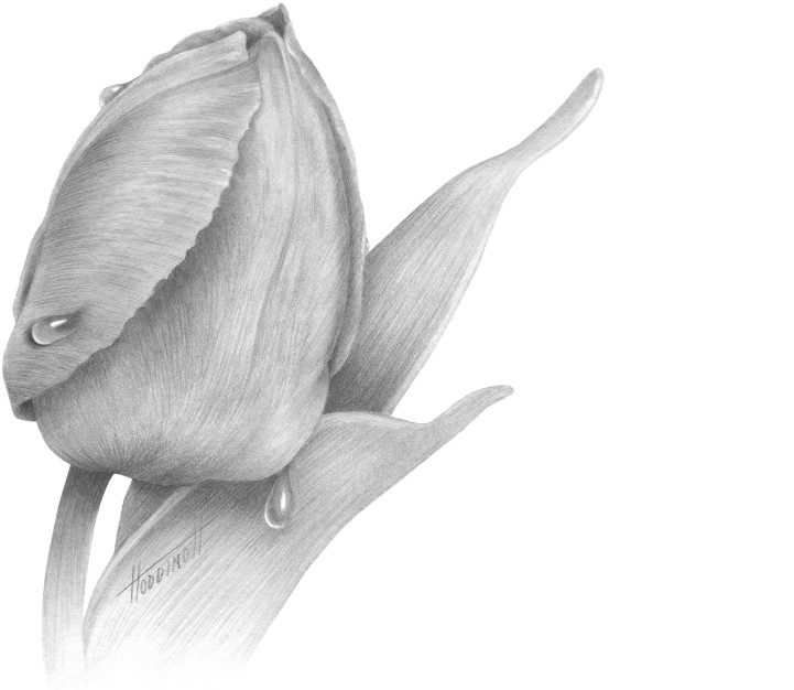 sketsa gambar bunga tulip pin