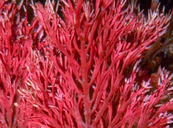    3. alga merah