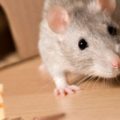bahan bahan alami pengusir tikus