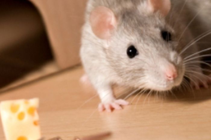 bahan bahan alami pengusir tikus