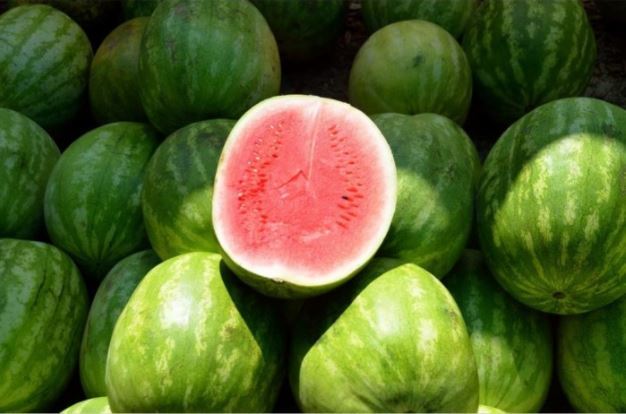 foto buah semangka