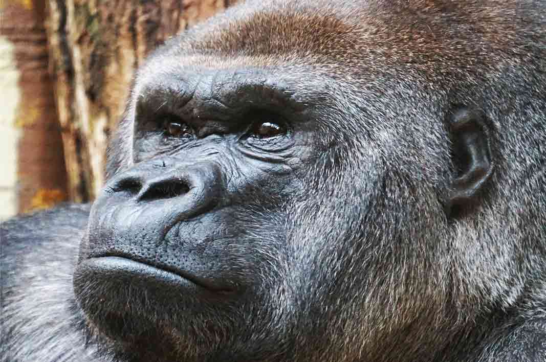 gorilla dataran rendah