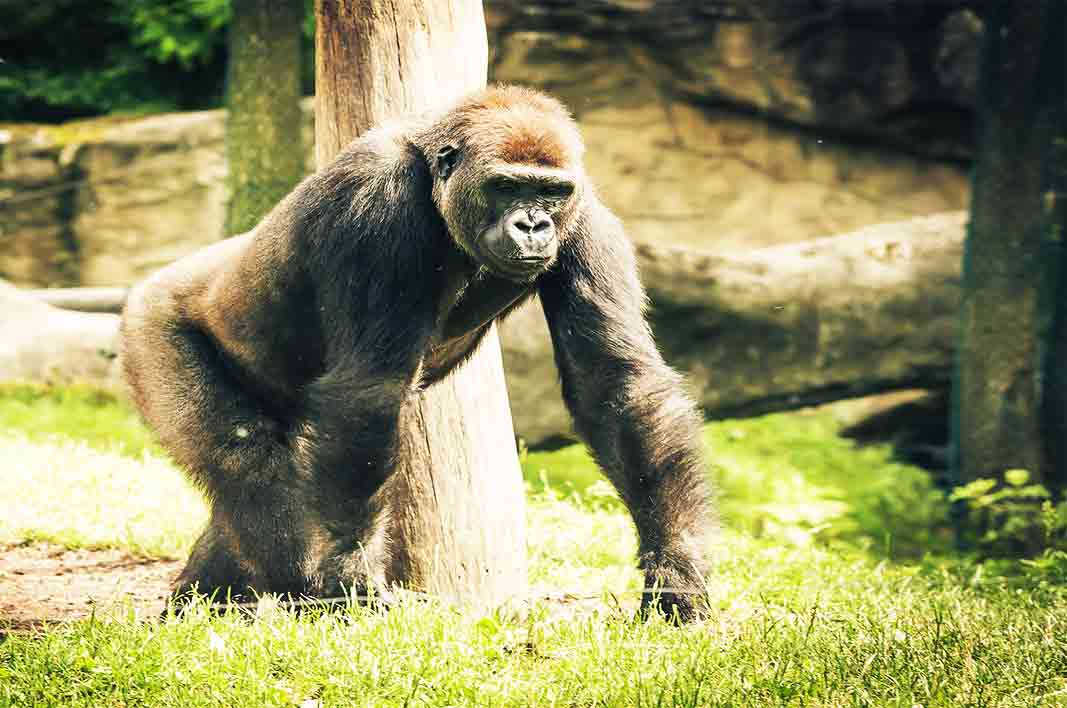 hewan langka gorilla gunung