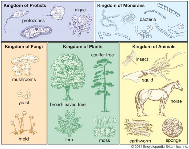 Hidup yang hewan dan tetapi jenis hewan tumbuhan disebut menyerupai dan makhluk bukan tumbuhan 1. Jenis