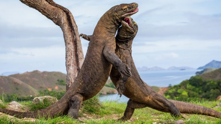 Unduh 470 Gambar Fauna Komodo Terbaik Gratis HD