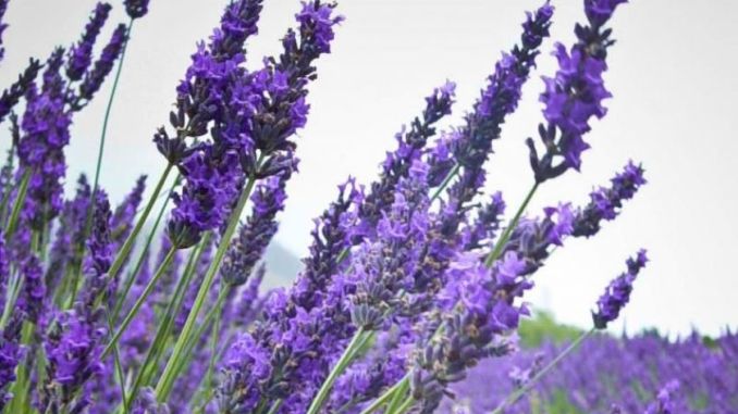 menggunakan bunga lavender
