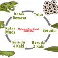 proses metamorfosis katak